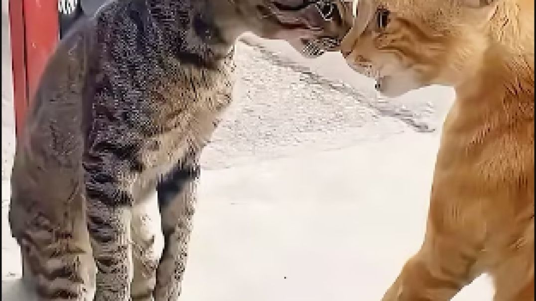 Kampf Katzen
